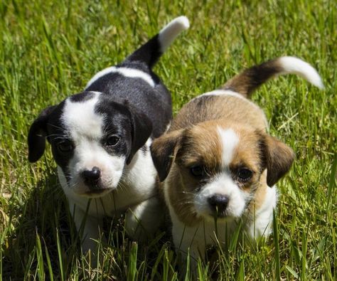 Black And White Beagle, Blue Tick Beagle, Black And White Puppy, White Puppy, Pictures For Desktop, White Puppies, Beagle Puppy, Small Puppies, Small Animals