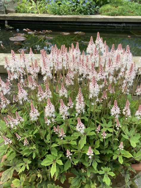 Tiarella Spring Symphony Plants, Flowers