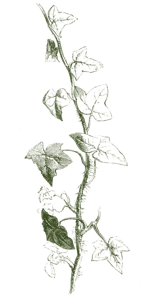 Drawing of English Ivy Poison Ivy Vine, Ivy Draw, Poison Ivy Tattoo, Poison Ivy Plants, Ivy Tattoo, Ivy Flower, Vine Drawing, Castle Tattoo, Castle Painting