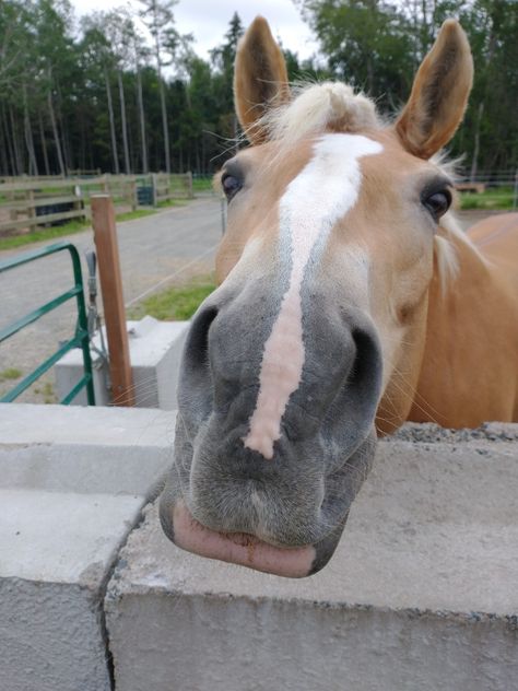 Horse, haflinger, palimino Equine Massage, Coffee Keychain, Haflinger Horse, Horseback Riding Lessons, Horse Profile, Equestrian Facilities, Horse Boarding, Riding Lessons, Western Riding