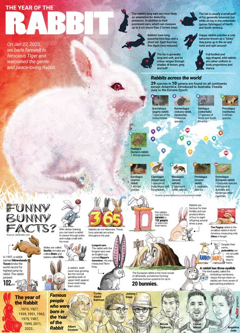 Graphic about Rabbits year Rabbit Infographic, Year Of The Rabbit, South America, Presentation, Education