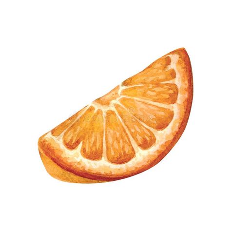 Orange Slices Drawing, Tangerine Drawing, Orange Slice Drawing, Peeled Orange Drawing, Orange Slice Drawing Realistic, Orange Slice Illustration, Orange Drawing, Sliced Orange Drawing, Orange Slices Watercolor