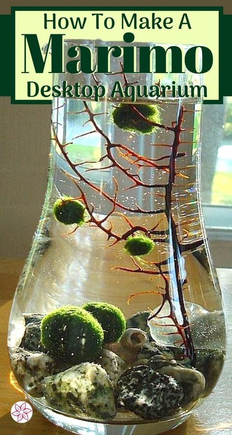 Marimo moss balls are easy to care for. Making a beautiful terrarium (or aquarium) for Marimos is fun and doesn’t take much time. We will go over all the tips and design tricks you will need to know. Native to Japan, Marimo moss balls are a filamentous form of algae found at the bottom of fresh water lakes and rivers. Marimos form a velvet-like nearly perfect sphere of green with a moss-type appearance... Moss Ball Centerpiece, Moss Ball Aquarium Diy, Indoor Plant Hacks, Botanical Crafts, Marimo Moss Ball Aquarium, Tabletop Garden, Moss Ball Aquarium, Interior Gardens, Marimo Moss Ball Terrarium