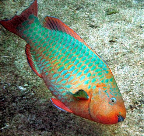 Parrot Fish Drawing, Rainbow Parrot Fish, Tropical Fish Photography, Reef Animals, Marine Life Photography, Fish Chart, Coral Reef Fish, Fish Photography, Beautiful Tropical Fish