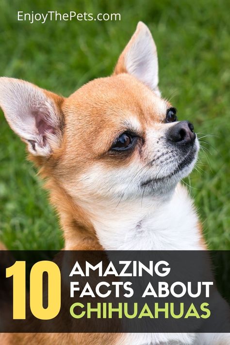 Chihuahua Quotes, Chihuahua Facts, Group Painting, 10 Amazing Facts, Wide Eyes, Give And Receive, Pet Corner, Big Ears, Animals Amazing