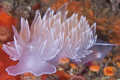 Nudibranch (Dirona albolineata). Such an ethereal beauty! <3 Sea Slugs, Sea Cucumber, Molluscs, Sea Anemone, Sea Snail, Sea Slug, Fairy Artwork, Underwater Creatures, Water Life