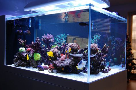 Best tanks from around the world. - Page 32 - Reef Central Online Community Best Aquarium Filter, Reef Aquascaping, Marine Fish Tanks, Cool Fish Tanks, Small Fish Tanks, Marine Tank, Saltwater Fish Tanks, Fish Tank Design, Aquarium Terrarium