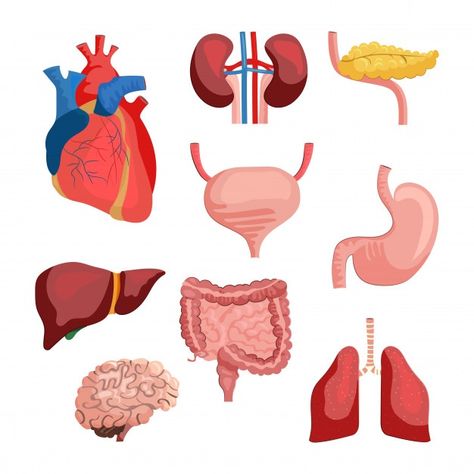 Internal organs set | Free Vector #Freepik #freevector #banner #brochure #poster #label Fashion Sale Poster, Heart Lungs, Anatomy Images, Human Body Organs, Business Brochure Design, Zestaw Ikon, Human Organ, Internal Organs, Social Media Photography