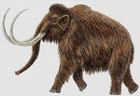 Woolly Mammoth, extinct. Prehistoric Age, Prehistoric Wildlife, Prehistoric World, Wooly Mammoth, Animated Animals, Paleo Art, Extinct Animals, Unusual Art, Prehistoric Creatures