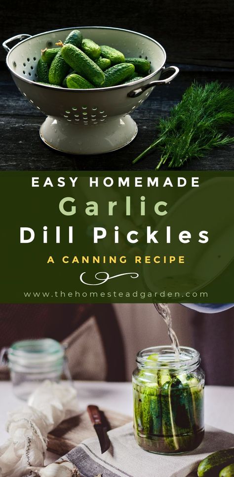 Pickles Homemade Easy, Garlic Pickles, Garlic Dill Pickles, Pickle Recipes Homemade, Dill Pickle Recipe, Canning Pickles, Canning Recipe, Canning Food Preservation, Pickle Recipe