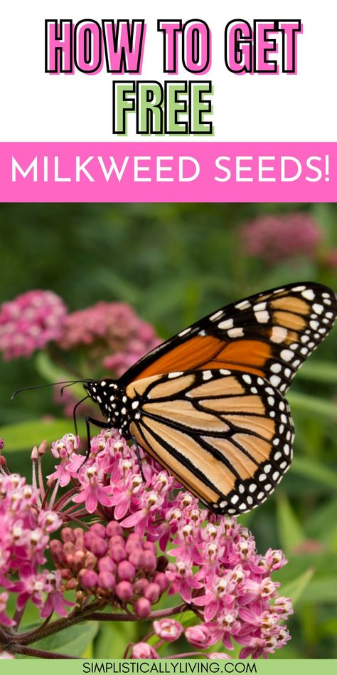 You Can Get Free Milkweed Seeds to Help Save The Butterflies. Here's How. 8a Gardening, When To Plant Milkweed Seeds, Desert Milkweed, California Native Milkweed, Monarch Butterfly On Milkweed, Whorled Milkweed, Butterfly Garden Plants, Milkweed Seeds, Milkweed Plant