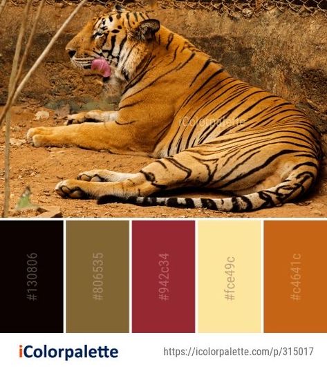 Tiger Color Palette, Nature Colour Palette, Tiger Color, Color Palette Theme, African Colors, Colour Pallets, Color Schemes Colour Palettes, Color Palette Ideas, Nature Color Palette