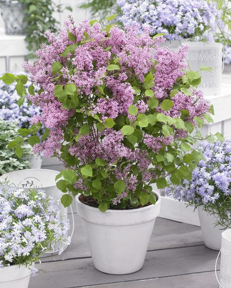 Lilac Plant, Sweet Pea Plant, Fruit Bushes, Dark Purple Flowers, Syringa Vulgaris, Citrus Trees, Flowering Shrubs, Tall Plants, Fragrant Flowers