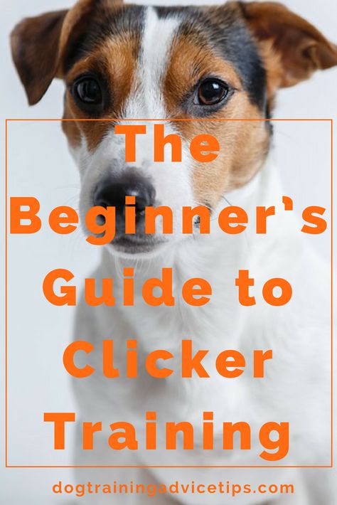 Dog Infographic, Dog Clicker Training, Train Dog, Train A Puppy, Positive Dog Training, Train Your Puppy, Easiest Dogs To Train, Basic Dog Training, House Training Dogs