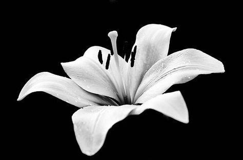 White lily - monochrome by Agnes McGuinness Fungi Art, Easter Lily, Lily Flowers, Artwork Ideas, White Lily, Black And White Flowers, Popular Bags, White Lilies, Flower Boys