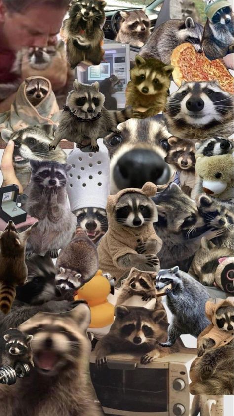 Raccoon Wallpaper, Racoon, Logic, Your Aesthetic, Energy, Collage, Animals