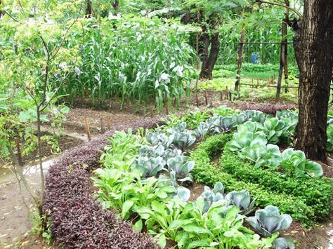 Sri Lankan Biointensive Demonstration Garden Biointensive Gardening, Herb Garden In Kitchen, Small Vegetable Gardens, Vegetable Garden Planning, Organic Compost, Garden Vegetables, Backyard Vegetable Gardens, Home Vegetable Garden, Vegetable Garden Design