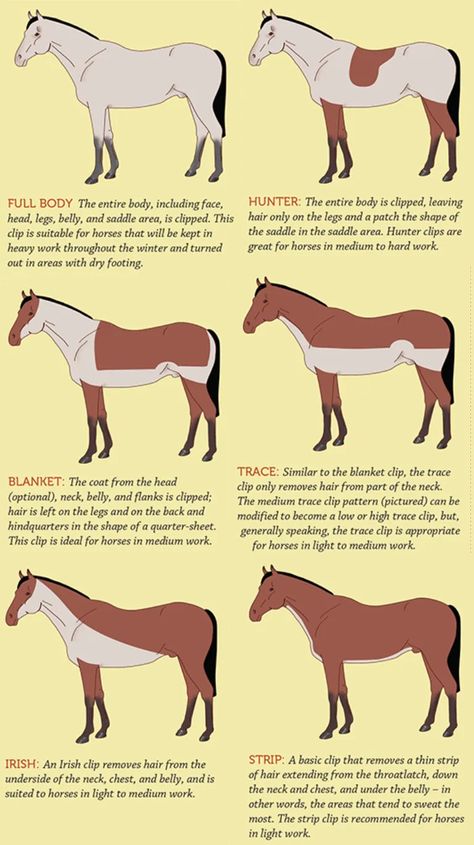 768×1370 Irish Clip Horse, Horse Shaving Designs, Horse Clipping Patterns, Horse Clipping Designs, Clipping Ideas, Horse Clips, Shave Designs, Horse Clip Art, Barn Layout