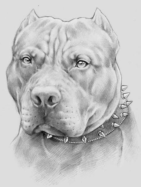 Cute Pitbull Drawing, Pit Bull Drawing, Bull Drawing, Pitbull Drawing, Drawing Pencil, Pitbull, Pencil Drawings, Pencil, Drawings