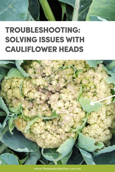 A cauliflower head with leaves growing through the curds Growing Cauliflower, Lettuce Grow, Cauliflower Plant, Cauliflower And Broccoli, Cabbage Worms, Gardening Food, Allotment Gardening, Head Of Cauliflower, Seed Collection