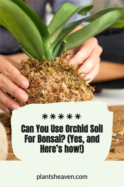 So, can you use Orchid soil for bonsai? Orchid soils generally work well for bonsai plants and trees, even though they have slightly different characteristics than bonsai soils. Many people grow bonsai plants inside using orchid potting mixtures. Try using 1/3 of Orchid Soil, 1/3 fish tank gravel, and 1/3 clay kitty litter for better results. Orchid Soil Mix Diy, Orchid Potting, How To Amend Clay Soil, Bonsai Soil Mixture, Orchid Soil, Fish Tank Gravel, Orchid Potting Mix, Aquarium Soil, Beginners Landscaping