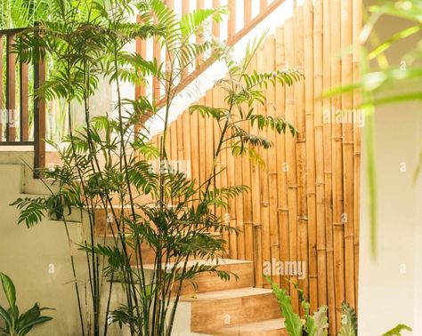 Growing Bamboo Indoors, Bamboo Plant Indoor, Indoor Bamboo, Phyllostachys Nigra, Bamboo Species, Clumping Bamboo, Grass Species, Growing Bamboo, Bamboo In Pots