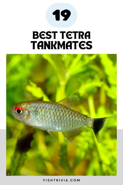 Learn about the peaceful and compatible species that thrive alongside tetras, creating a vibrant and harmonious community tank. Ideal for aquarists seeking to foster a lively yet serene aquatic environment. Pin this as your essential resource for finding companions that complement the unique nature of your tetras! Aquatic Environment, Tetra Fish, Community Tanks, Brine Shrimp, Aquarium Setup, All Fish, Types Of Fish, Natural Cleaners, Cool Tanks