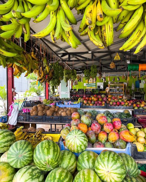 Puerto Viejo, Costa Rica 🇨🇷 #costarica #costarica🇨🇷 #costaricapuravida #puravida #costaricatravel #visitcostarica #travelcostarica Puerto Viejo Costa Rica, Visit Costa Rica, Costa Rica Travel, Central America, Costa Rica, Backpacking, Collage, Instagram Posts, Photography