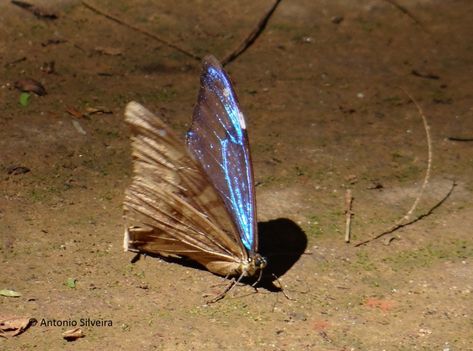 Aega Morpho (Morpho aega) | Brazil Morpho Aurora Butterfly, Morpho Cypris, Christopher Marley, Morpho Didius, Butterfly Blue Morpho, Blue Morpho, Photo Reference, Moth, Aurora