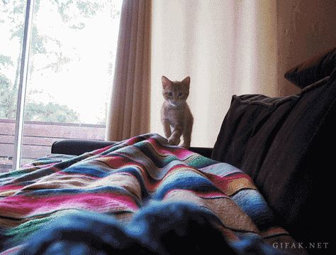 Jumping Cat, Kitten Gif, Dota 2, Funny Cat Videos, Crazy Cat Lady, Cat Gif, Animal Gifs, Crazy Cats, Big Cats