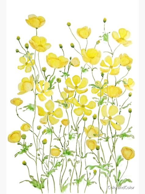 "yellow buttercup flowers field watercolor " Art Print by ColorandColor | Redbubble Nice Things To Draw, Yellow Flowers Painting, Buttercup Flowers, Field Watercolor, Yellow Spring Flowers, Flower Boquet, Flowers Field, Buttercup Flower, Yellow Wildflowers