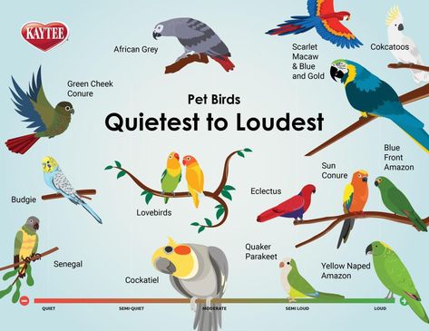 Quiet Pet Birds: Loudest to Quietest Parrot Habitat, Parrot Quotes, Parakeet Care, Parrot Diet, Love Birds Pet, Conure Bird, Bird Breeds, Conure Parrots, Talking Parrots