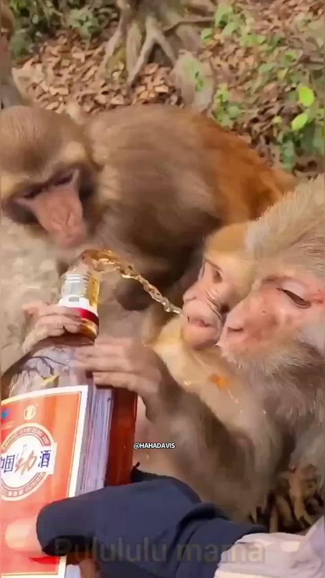 Monkey Funny Videos, Funny Short Video Clips, Scary Animals, Monkey Pictures, Alcohol Humor, Animals Friendship, Latest Funny Jokes, Monkeys Funny, A Banana