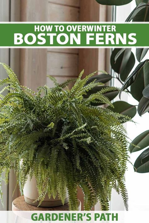 Caring For Ferns, Ferns In Winter, Parsley Plant, Chives Plant, Hanging Ferns, Potted Ferns, Ferns Care, Ferns Garden, Vertical Garden Indoor