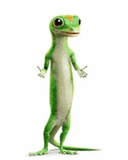 Lizard Lizard Meme, Geico Lizard, Geico Car Insurance, Lizards, Gecko, Reaction Pictures, Design Elements, Anime Wallpaper, Gif