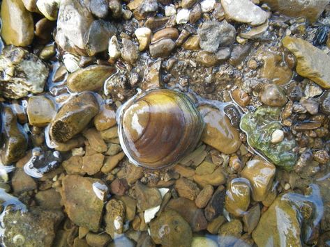 Two Eastern Freshwater Mussels Proposed for Endangered Species Act Protection - Center for Biological Diversity Freshwater Mussels, Biological Diversity, Tennessee River, River Basin, Water Pollution, Coal Mining, How To Make Buttons, Endangered Species, Power Plant