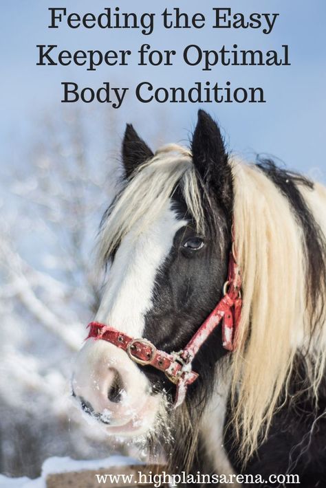 Easy keeper horses require different nutrition than horses with regular or fast metabolisms. Follow these steps to keep your horse fit and healthy. Horse Boarding Facility, Horse Nutrition, Boarding Facility, Healthy Horses, Miniature Horses, Horse Feed, Horse Boarding, Body Condition, Horse Property