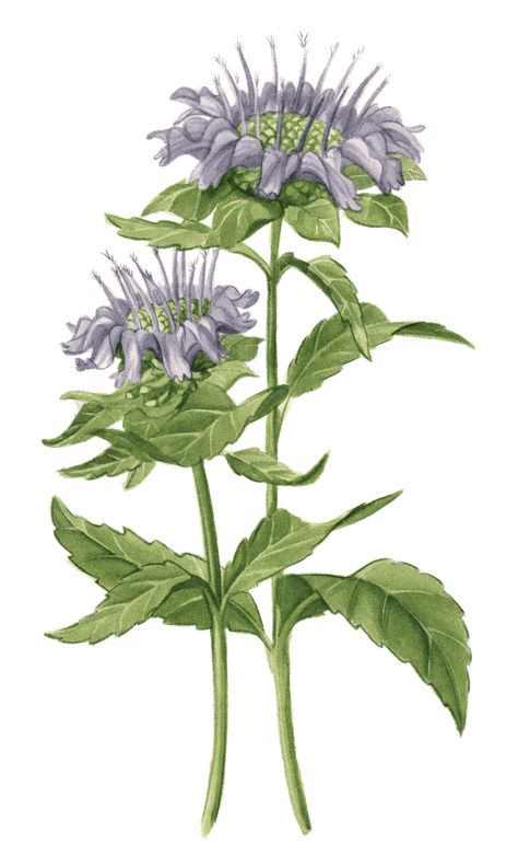 Wild Bergamot - Maine Native Plants Bergamot Plant, Monarda Fistulosa, Bergamot Flower, Wild Bergamot, Hummingbird Plants, How To Attract Hummingbirds, Tropical Blue, Beneficial Insects, Types Of Soil