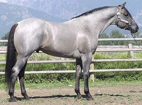 Platinum or lilac varnish roan? Roan Quarter Horse, Blue Roan Quarter Horse, Gray Horses, Horse Colours, Horse Standing, Quarter Horse Stallion, Quarter Horses, Blue Roan, Akhal Teke