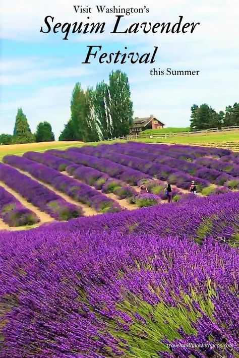 Inspirational Landscapes, Washington Adventures, Sequim Washington, Lavender Festival, Usa Places, Olympic National Forest, Adventurous Travel, Washington State Travel, Washington Travel