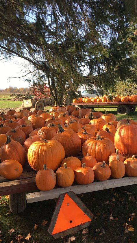 Pumpkin farm Pumpkin Farm, Pumpkin Patch