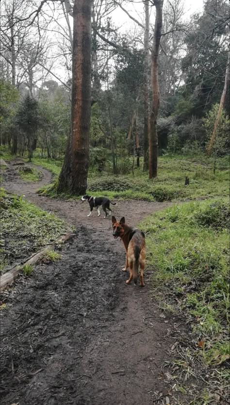 Dog Forest Aesthetic, Dogs Vision Board, Dogs In Forest, Farm Dog Aesthetic, Dogs In Nature, Dog In Field, Dog In Forest, Dog In Nature, Cottage Dog