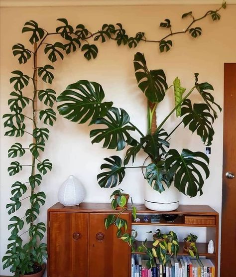 Office Plants on Instagram: “How many Monsteras do you seen in the photo? (answer is not 2)🌱🌿💚😍 - 📷Credit: @caroline.beuth - #officeplants #officeideas #indoorplants…” Plant Benefits, Inside Plants, Bedroom Plants, Plant Decor Indoor, Indoor Flowers, Office Plants, Monstera Plant, Room With Plants, Cactus Y Suculentas