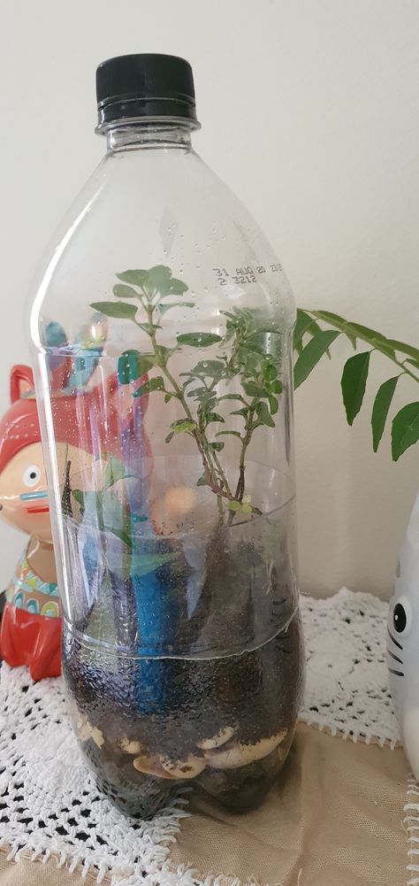 Create your own mini ecosystem gardens around the house. Youdo not need to maintain this daily and can have a bit of herbs for your salad with ease.  #terrarium #easyscience #ecosystem #gardening #plantscience #herbs #recycle #homeschooling #craft Ecosystem Gardening, Terrarium Diy Kids, Stem Biology, Self Sustaining Terrarium, Mini Ecosystem, Light Bulb Terrarium, Wall Terrarium, Outdoor Yard Ideas, Diy Light Bulb