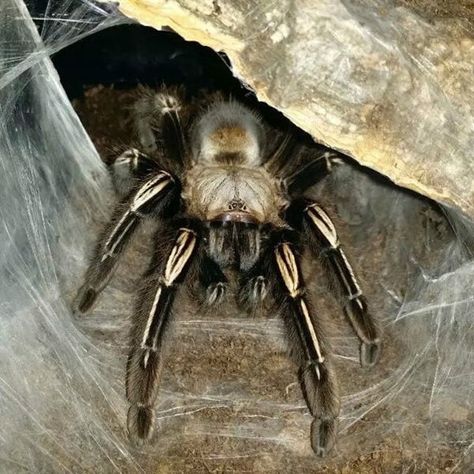 Bird Spider, Home Nature, Packing A Cooler, Heat Pack, In Summer, My Home, Skeleton, Insects, Bee