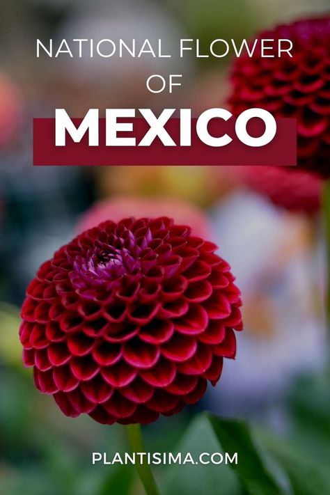 Learn all about the national flower of Mexico in our latest article. We bring you the symbolism behind this flower and its spiritual meaning. Dahlia Flower Tattoos, Famous Legends, Flower Tattoo Drawings, Mexican Flowers, Cabo Mexico, Dahlia Flowers, National Flower, Flower Guide, Mexico Art