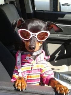 doggles minpin - Google Search Pincher Dog, Spoiled Pets, Mini Pinscher, Long Haired Chihuahua, Min Pin, Dog Fashion, Small Dog Clothes, Dog Branding, Chihuahua Love