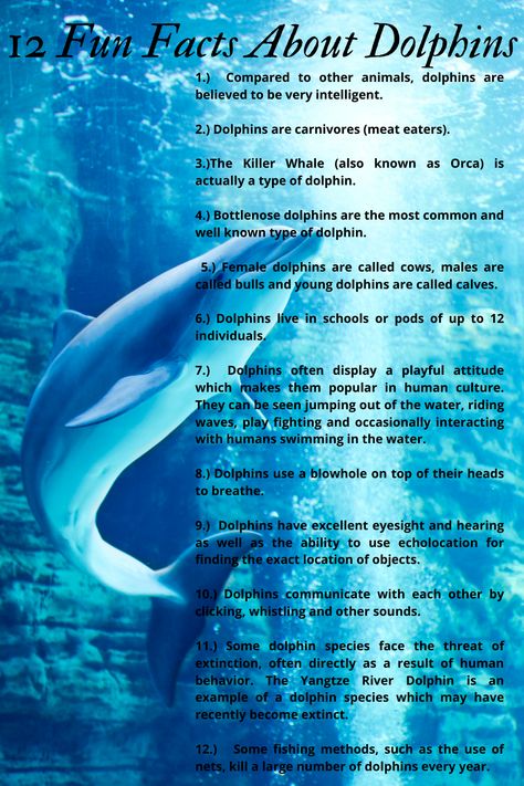 Facts About Whales, Facts About Dolphins, Dolphin Project, 2024 Activities, Ocean Facts, Dolphin Facts, Whale Facts, Dolphin Tale, Dolphin Photos