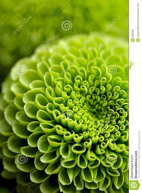 Green Flower Background - Download From Over 58 Million High Quality Stock Photos, Images, Vectors. Sign up for FREE today. Image: 8300363 Flower Close Up, Deco Nature, Green Goddess, Simple Green, Green Flower, Green Rose, Floral Background, Flower Backgrounds, Newport Beach