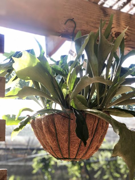 How to Grow Staghorn Ferns - The Good Earth Garden Center Mounting A Staghorn Fern, Stag Horn Fern Hanging, Elkhorn Fern Mount Ideas, Staghorn Fern Hanging Baskets, Stag Horn Fern Mount Ideas, Hanging Staghorn Fern, Staghorn Fern Mount Ideas, Staghorn Fern Care, Staghorn Plant